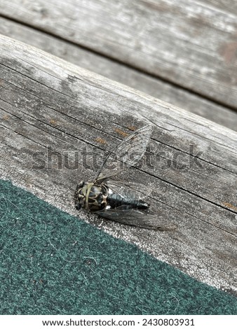 A picture of a cicada.