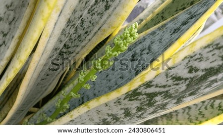 Slanted shot Closeup Snake Plants Flowers about to Bloom, Dracaena Trifasciata, Saint George's sword, mother-in-law's tongue, viper's bowstring hemp, sansevieria trifasciata, Laurentii, Variegated Royalty-Free Stock Photo #2430806451