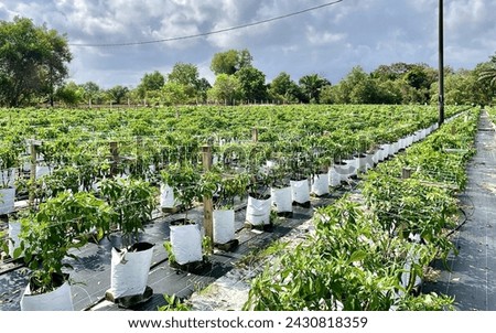 Fertigation of chilli plant farm Royalty-Free Stock Photo #2430818359