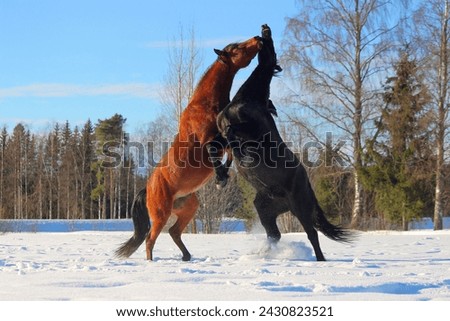During the game, one of the horses stretched its neck, two horses are playing, a bay and black horse are dancing in a game in the snow