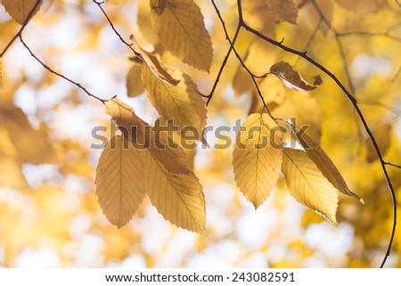 autumn leaves on tree branches
