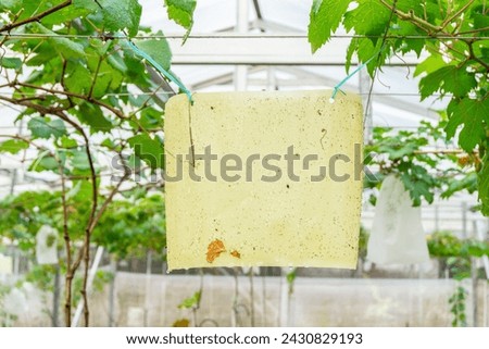 insect glue trap inside vineyard. Immature grapes with green leaves. automatic watering, nature background with Vineyard. Grape concept