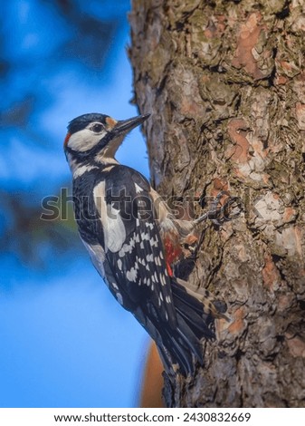 The great spotted woodpecker - Dendrocopos major, it's a medium-sized woodpecker