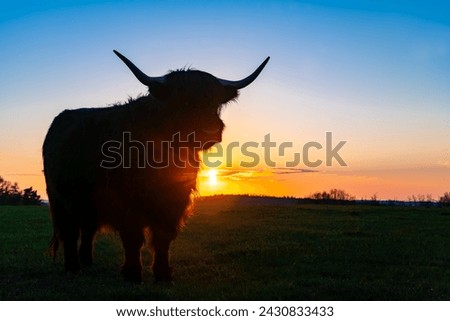 Portrait of single highland cattle cow on meadow pasture at sunset in Sauerland, Germany. Isolated domestic animal with colorful sky background. Highland is a hairy Scottish breed of rustic cattle.