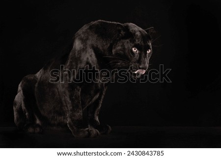 A black panther sits in front of a black background and licks its mouth, studio photo, Panthera pardus