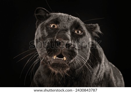 The head of a black panther against a black background with its mouth slightly open, Panthera pardus, studio photo