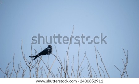 koel sitting on dried branches  Royalty-Free Stock Photo #2430852911