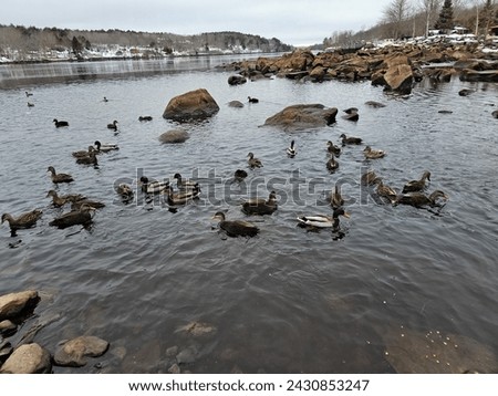 A large flock of ducks spaced out and swimming along a river area.