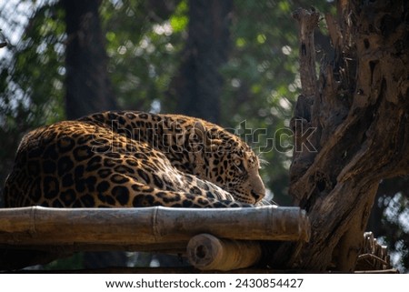 cheetah sitting in a tree house 