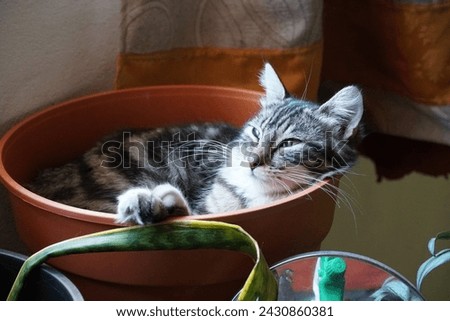 beautiful grey cat having a nap in a pot Royalty-Free Stock Photo #2430860381