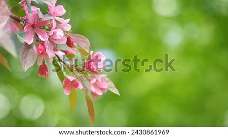 Beautiful Spring Nature background with Branch Sakura Flowers, soft focus. Blossom pink cherry tree on natural green background. Scenic Spring Wallpaper or Web banner