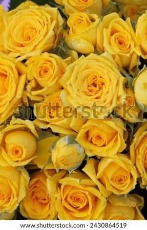 Beautiful bush of yellow roses in a flower shop. Rose garden.
