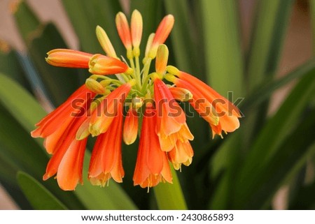 Orange flower. Clivia nobilisin a garden.
