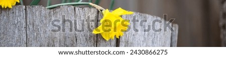 Large classic bright yellow daffodils blooming in a rustic wooden wine barrel, spring flowers  
