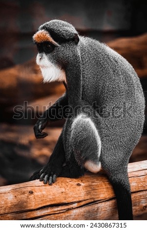 Picture of a sitting monkey taken by me