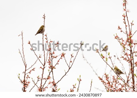 High key photography of greenfinches, Chloris chloris, perched on almond blossom and white background, Alcoy, Spain