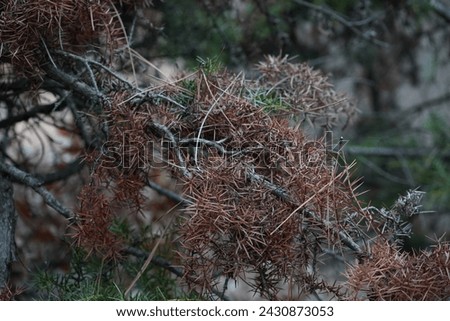 Juniper, Juniper dwarf mistletoe(Arceuthobium oxycedri)