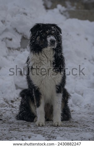 photo of Bernese mountain dog
