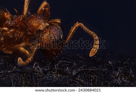 5X Ultra macro photography of ant