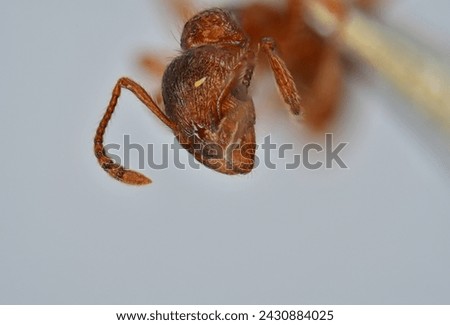 5X Ultra macro photography of ant