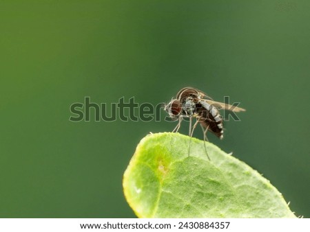 

The Curtonotidae or quasimodo flies are a small family of small grey to dark brown humpbacked flies (Diptera) with a worldwide distribution. This fly in the picture is probably genus axinota.
