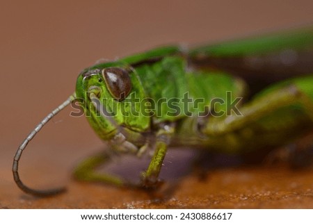 2X macro photography of a grasshopper