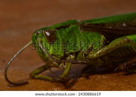 2X macro photography of a grasshopper