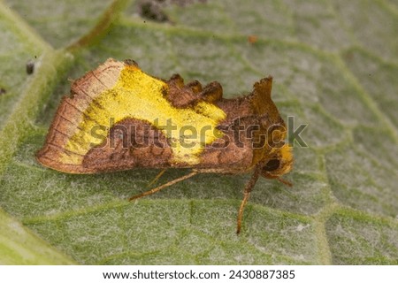 Beautiful moth of Diachrysia chryson or scarce burnished brass with yellow wings on a green leaf Royalty-Free Stock Photo #2430887385