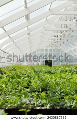 A greenhouse with plants in it