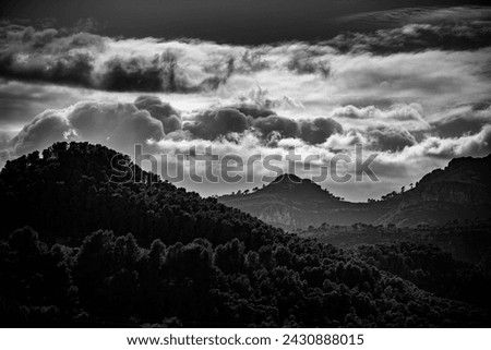 Pine forest of Xeraco in black and white