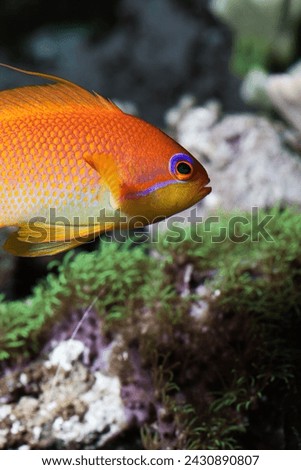 Sea goldie fish in aquarium Royalty-Free Stock Photo #2430890807