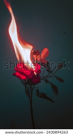 Rose on fire best rose picture 