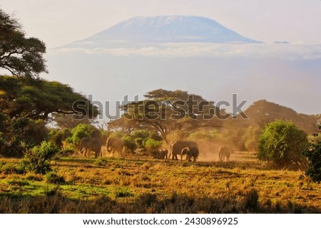 An Elephant herd takes a mud bath under the shadow of the imposing Kilimanjaro soaring above the Amboseli National Park in this timeless and classic early morning scene in Kenya