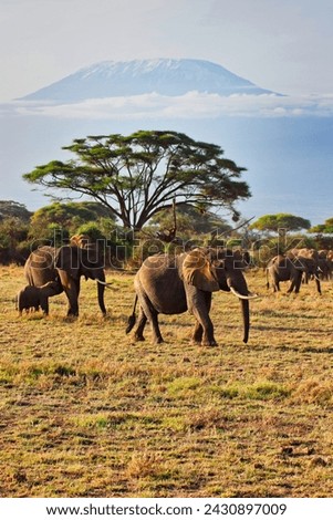 A timeless scene of a large herd of elephants pictured against the backdrop of the soaring walls of Mount Kilimanjaro at Amboseli National Park, Kenya