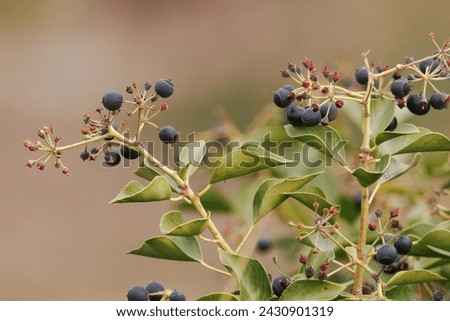 Poison ivy with berries, Hedera canariensis, Alcoy, Spain Royalty-Free Stock Photo #2430901319
