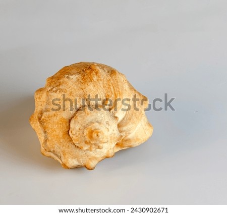 Empty shell from rapana venosa on white background. Royalty-Free Stock Photo #2430902671