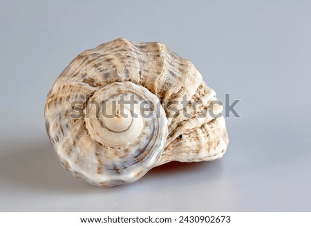 Empty shell from rapana venosa on white background. Royalty-Free Stock Photo #2430902673