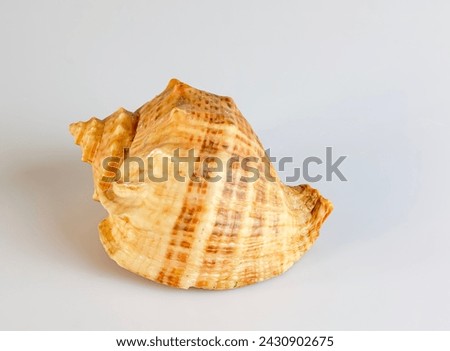 Empty shell from rapana venosa on white background. Royalty-Free Stock Photo #2430902675