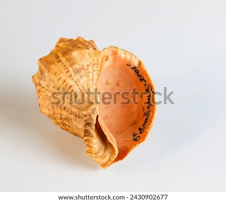 Empty shell from rapana venosa on white background. Royalty-Free Stock Photo #2430902677