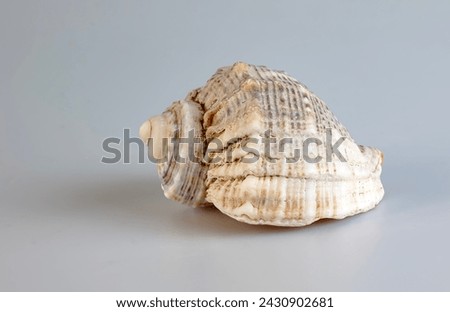 Empty shell from rapana venosa on white background. Royalty-Free Stock Photo #2430902681