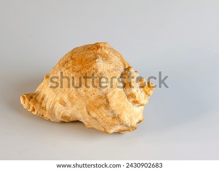 Empty shell from rapana venosa on white background. Royalty-Free Stock Photo #2430902683