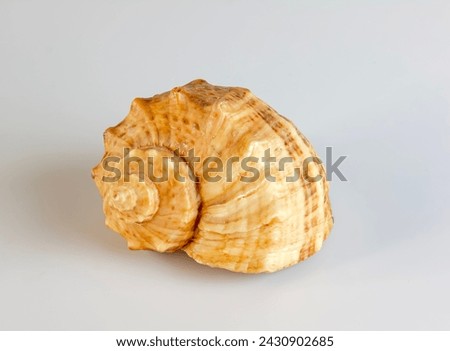 Empty shell from rapana venosa on white background. Royalty-Free Stock Photo #2430902685
