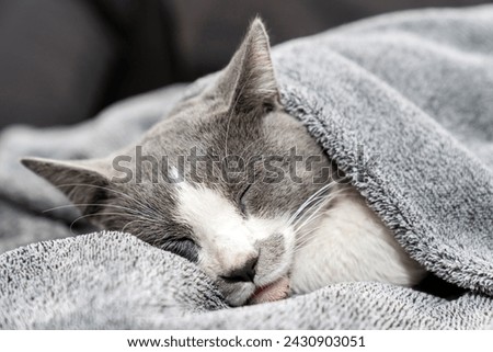 Cute gray white cat under gray plaid. Pet warms under a blanket in cold winter weather. a gray and white cat sleeping under a blanket. Pets friendly and care concept. domestic cat on sofa Royalty-Free Stock Photo #2430903051