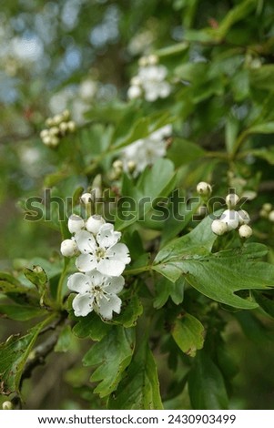 Natural vertical closeup shot of a white blooming common hawthorn shrub, Crataegus monogyna Royalty-Free Stock Photo #2430903499