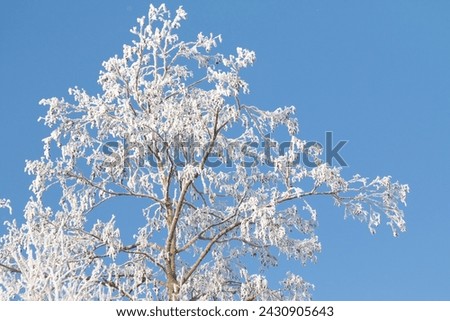 Tree branches covered with white frost against a blue sky. Winter.