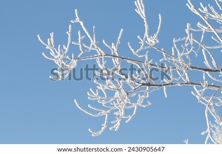 Tree branches covered with white frost against a blue sky. Winter. Royalty-Free Stock Photo #2430905647