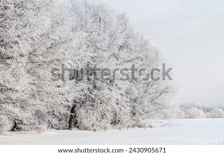 Snow-covered trees, winter landscape. Trees Natural background. The branches of the trees are covered with white frost.