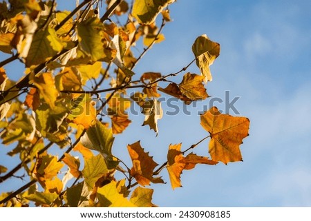 The beautiful orange leaves of autumn Royalty-Free Stock Photo #2430908185
