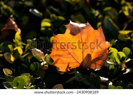 The beautiful orange leaves of autumn Royalty-Free Stock Photo #2430908189