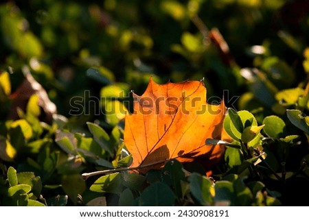 The beautiful orange leaves of autumn Royalty-Free Stock Photo #2430908191
